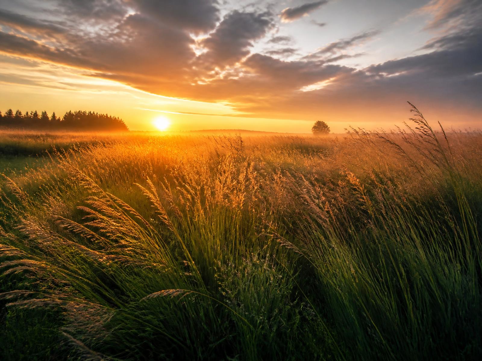 Open field at golden sunrise